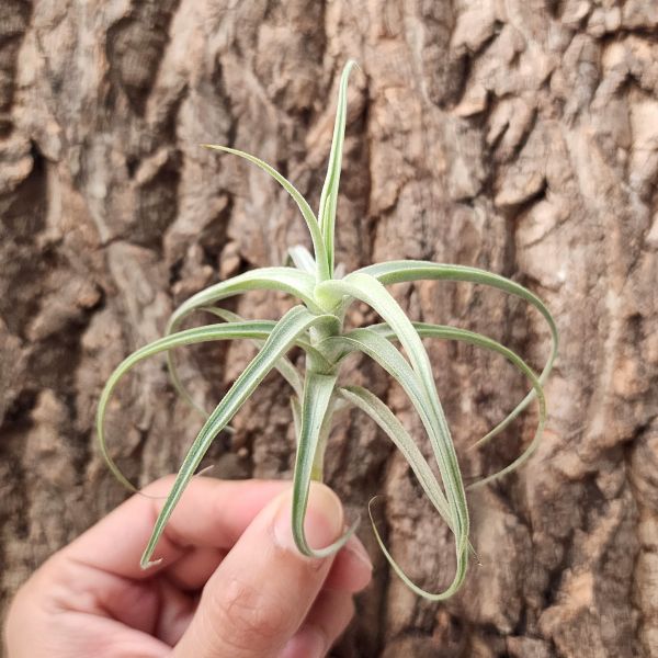 傑基亞斯/Tillandsia Jequiensis 