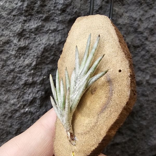 卡畢拉瑞斯(歐洲)帶芽/Tillandsia capillaris (Europe)~圖四可參考叢生型態 