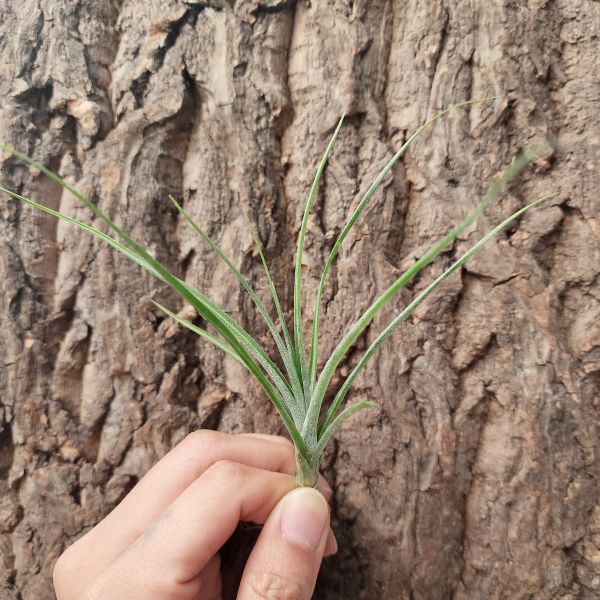 三色月光/Tillandsia Tricolor Moonlight 