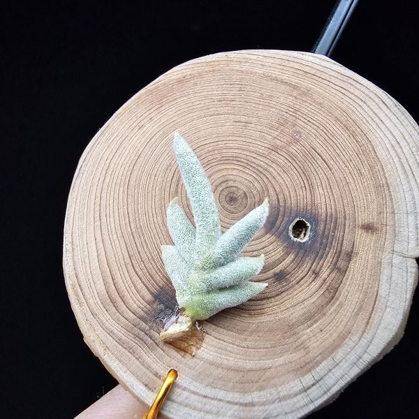卡畢拉瑞斯(玫瑰)Tillandsia capillaris Rose Flower 