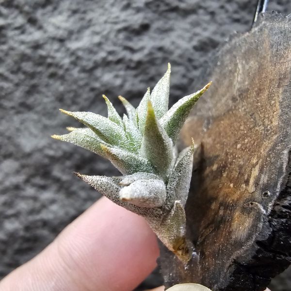 安古(成株)/Tillandsia angulosa(Argentina) 