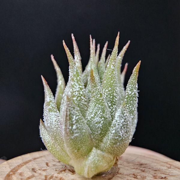 圖騰小精靈/Tillandsia ionantha 'Totem Pole' 