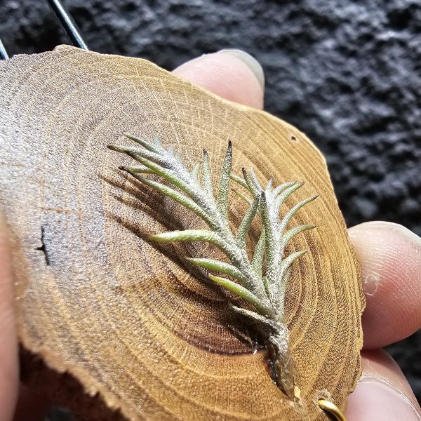 卡畢拉瑞斯-小型/Tillandsia capillaris~一款型態感覺上整齊對生、會生長較長型的卡畢、多叢生可參考圖三 