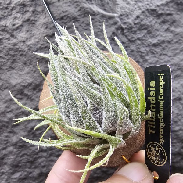 S燒(L)/Tillandsia sprengeliana(Europe) 