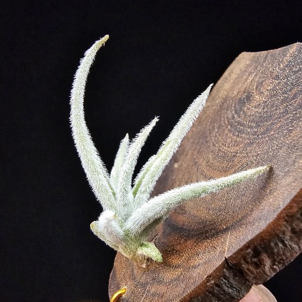 毛腸/Tillandsia santiagoensis 