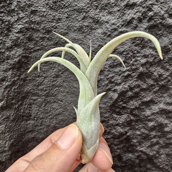 藝術燭台(小芽特價)/Tillandsia Art candlestick 