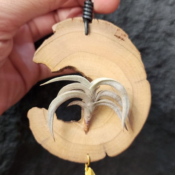 特內布拉(甜不辣)/Tillandsia Tenebra 