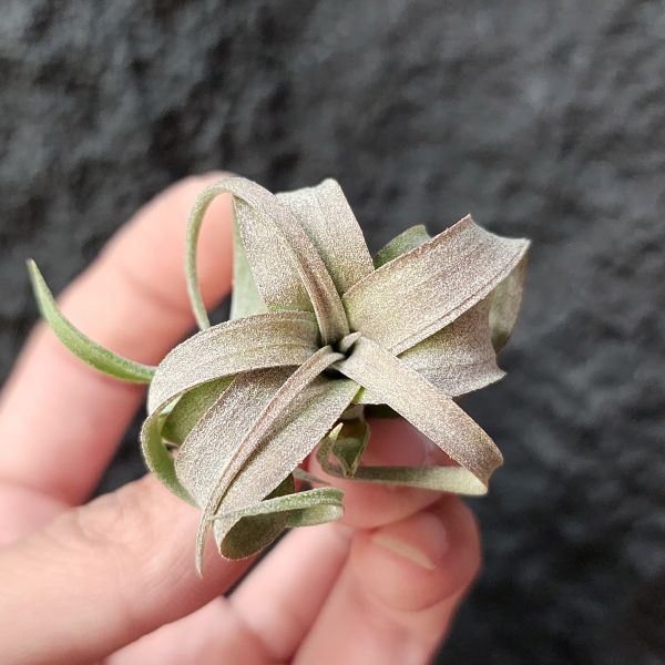 RR(雨林)/Tillandsia Regal Rene(RFI) 
