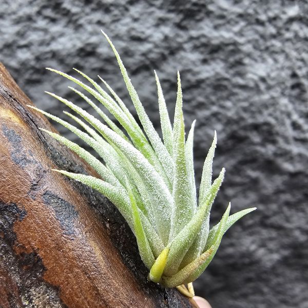 花生米×伊莉莎白(上木材，黃連木)/Tillandsia ionantha peanut × elizabethiae 