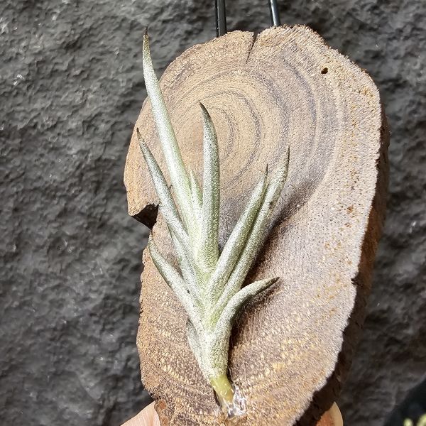 卡斯塔拉米(成株尺寸)/Tillandsia castellanii(Argentina)~阿根廷原生種，黃色瓣狀花，圖四可參考叢生型態 