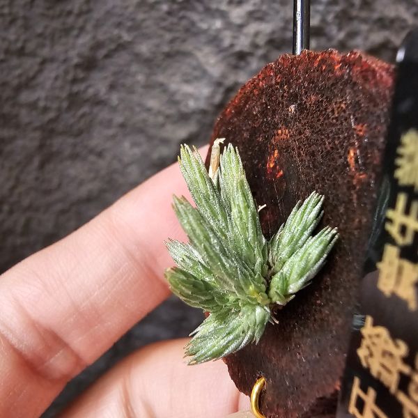 牙籤實生叢/Tillandsia minutiflora seedling~不必擔心野採品項容易黑死，實生好照顧非常多！ 