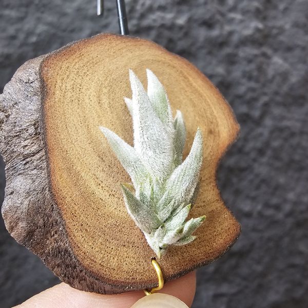 白劍/Tillandsia xiphioides(TI) 