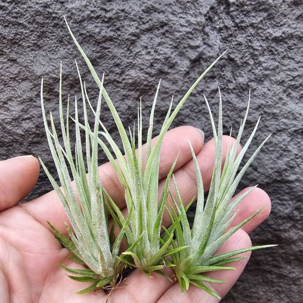 鳥岩(電捲×子彈)×霸王(不挑株)/Tillandsia Bird Rock Symmetry × xerographica 