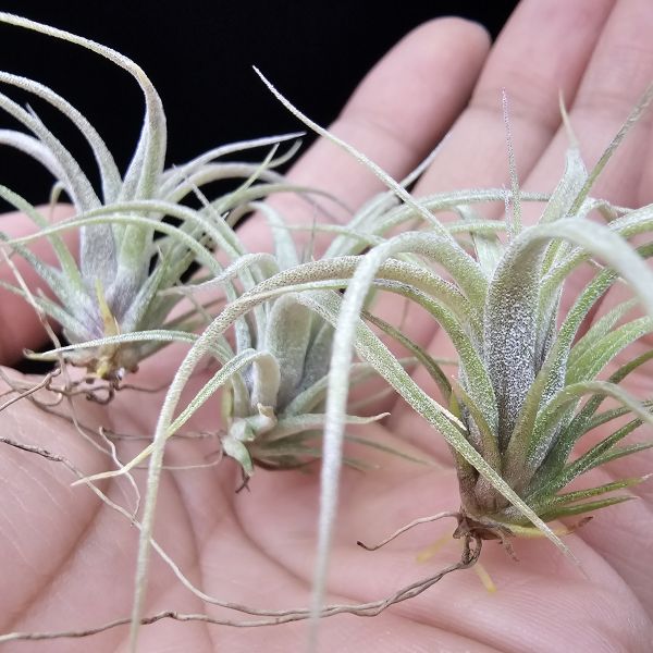 霸王鳳×RR(顯色)不挑株/Tillandsia xerographica × Regal Rene(cyc #697)~霸王交RR怎麼能不美~圖四~六大植株參照！ 