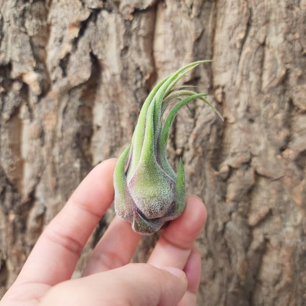 犀牛角-小/Tillandsia Seleriana 