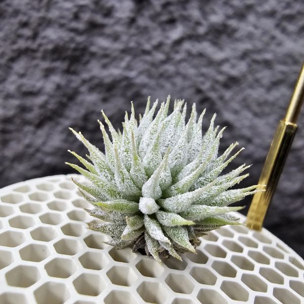 榛榛(大顆)/Tillandsia ionantha haselnuss(RFI) × haselnuss(KK)~從小芽到這尺寸至少也要一年半~兩年時間 