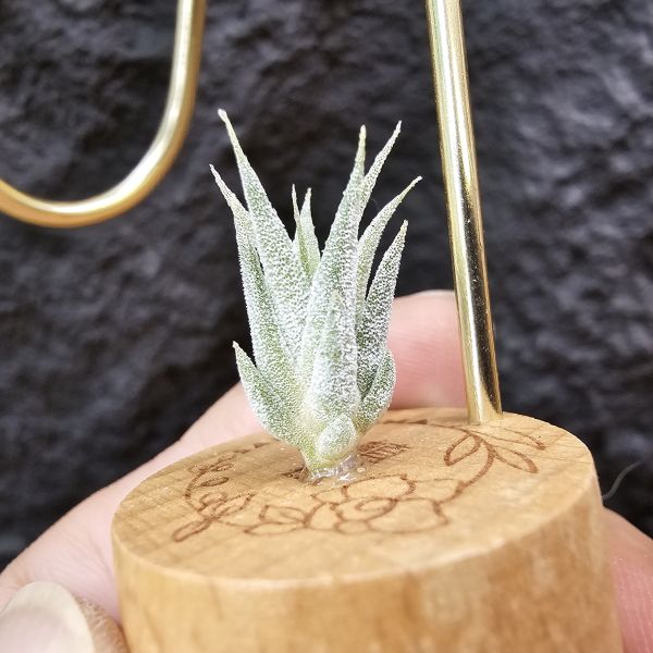 香檳×蜜桃小精靈(白花)/Tillandsia chiapensis × ionantha peach~雖成長會有香檳的顯色感 