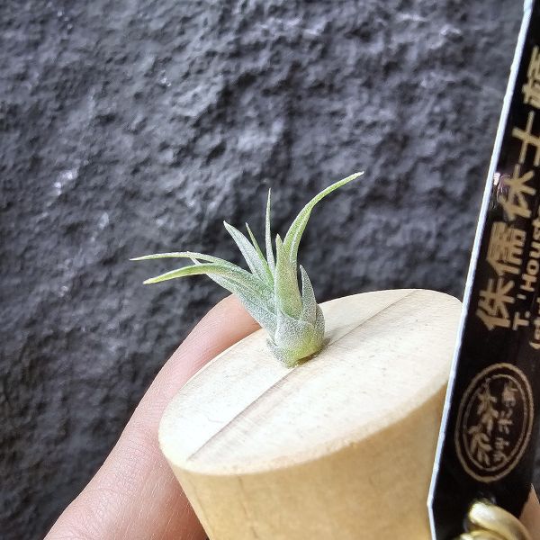 侏儒休士頓~含木座/Tillandsia 'Houston Enano'(Tillandsia stricta × recurvifolia)(RFI) 