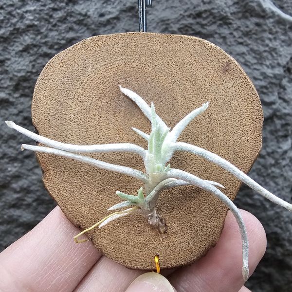 莫利斯(皆帶芽)/Tillandsia mollis~相當雪白的品種~已帶到非常強健好養的植株，以往剛進口並不好照顧。 
