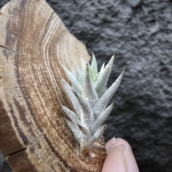 布雷爾(成株尺寸)/Tillandsia brealitoensis(Argentina) 