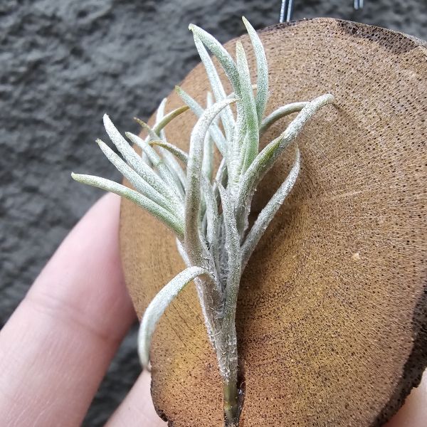 阿根廷卡畢/Tillandsia capillaris(Argentina) 