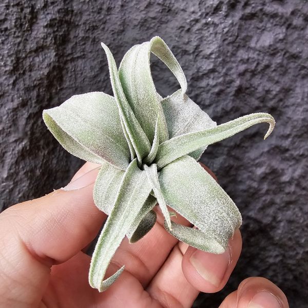 墨西哥電捲燙-早期選株後代-小芽/Tillandsia Streptophllya Mexico 