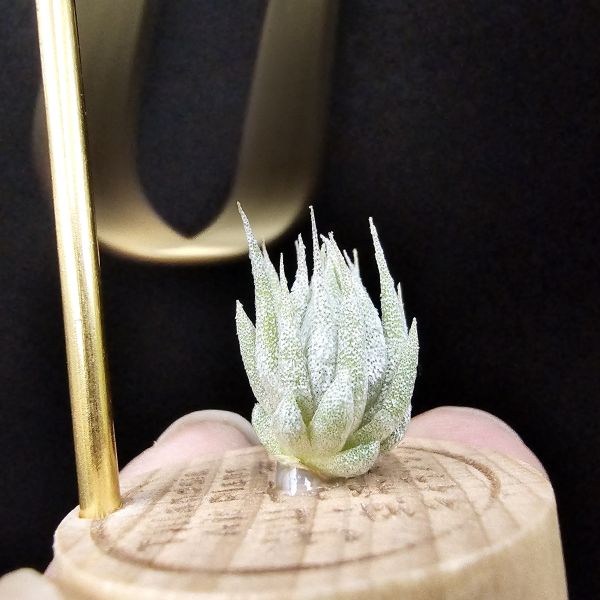 歐洲榛果/Tillandsia ionantha Hazelnut (Europe) 