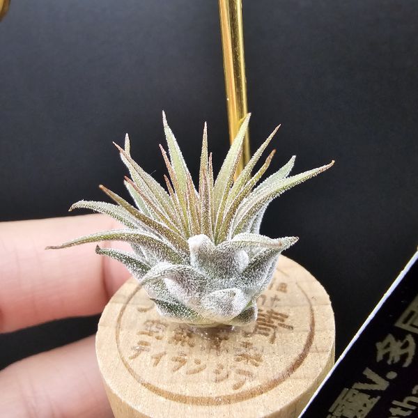 小精靈V.多國花/Tillandsia ionantha v. stricta~圖四母株參考，成株為密集細硬葉的表現表現，光照穩定會顯暗紅色！ 