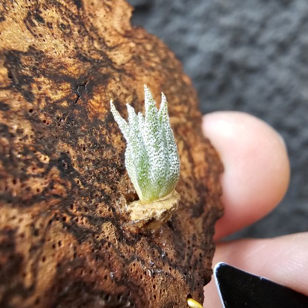 B燒(正版B台產芽)Tillandsia Brachyphylla (Brazil) 
