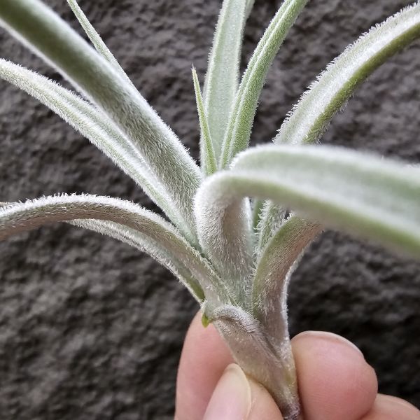 眉刷/Tillandsia Cardenasii(Europe) 