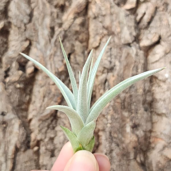 白星/Tillandsia White Star 