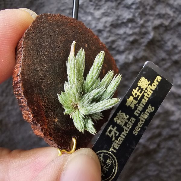 牙籤實生叢/Tillandsia minutiflora seedling~不必擔心野採品項容易黑死，實生好照顧非常多！ 