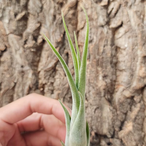 花中花×犀牛角/Tillandsia Precious Paige (Intermedia x Seleriana)(RFI) 