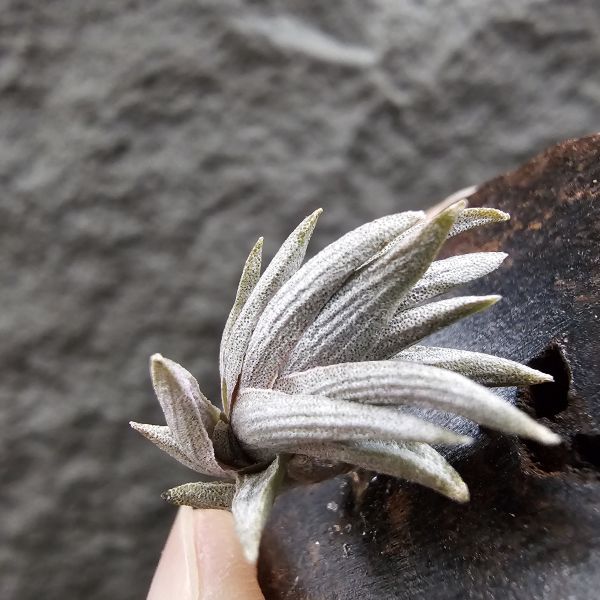 小海螺(帶一芽)/Tillandsia peiranoi(Argentina) 