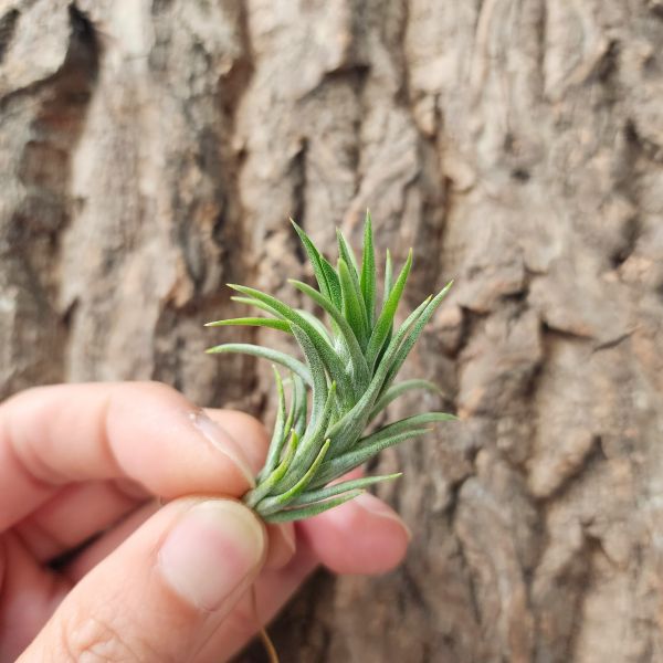 日本第一/Tillandsia Neglecta 