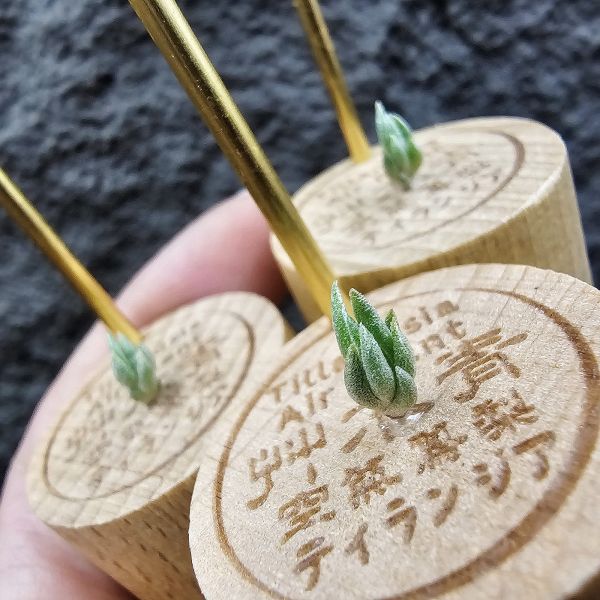 白天鵝×綠兔(不挑株)/Tillandsia barfussii × edithae green~鵝跟兔子賽跑誰會贏？？？ 