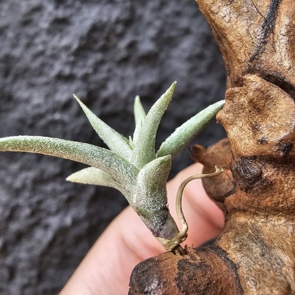 海螺×streptocarpa/Tillandsia peiranoi × streptocarpa(Europe)~來源為歐洲玩家 