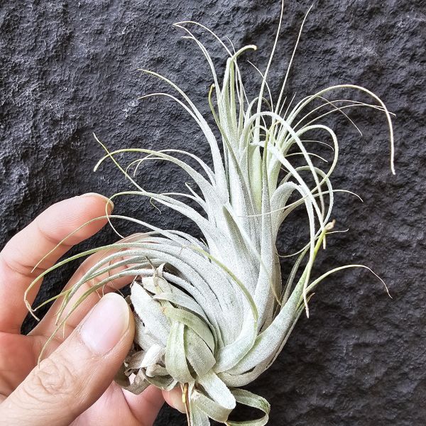 巴西薄紗變異(野採母株後代芽帶大，養非常久穩定植株)/Tillandsia gardneri var. rupicola 