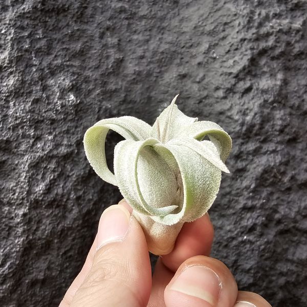 香檳×電捲(早期)/Tillandsia chiapensis × streptophllya 