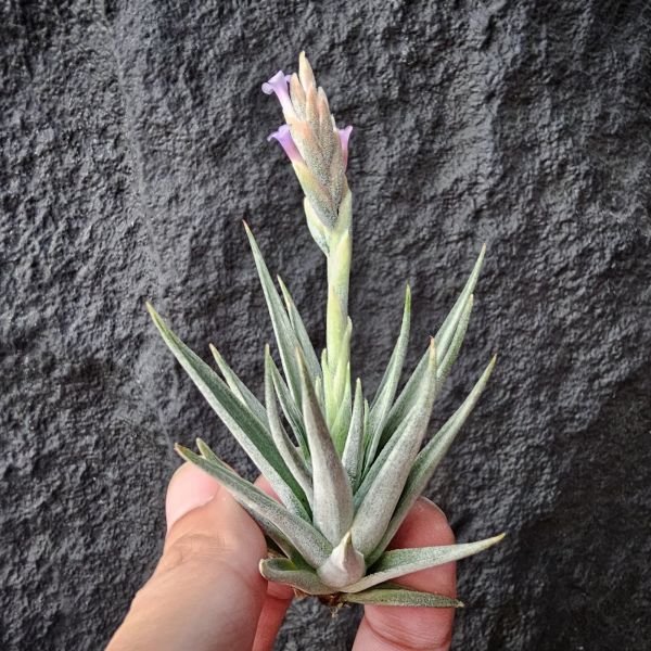 卡麥拉/Tillandsia Comarapaensis Mini~已開過花植株 