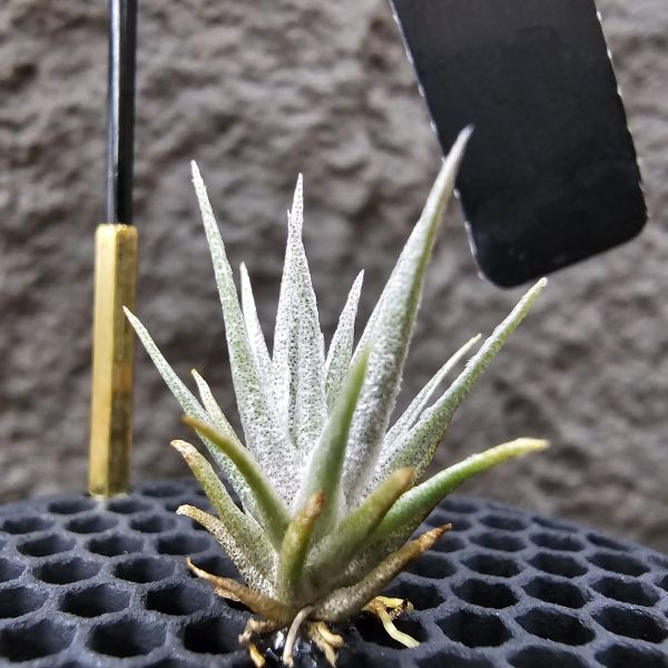 薄變(國際小型) × 熱帶K燒/Tillandsia gardneri v. rupicola(TI) × kautskyi(Tropiflora) 