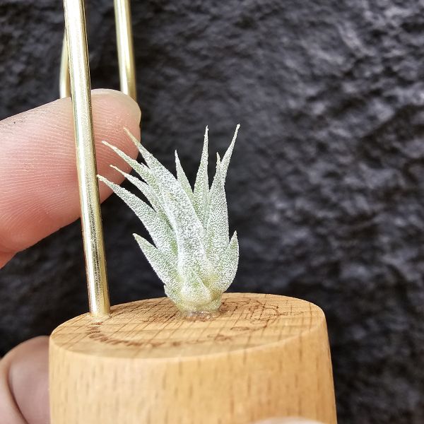 香檳×蜜桃小精靈(白花)/Tillandsia chiapensis × ionantha peach~雖成長會有香檳的顯色感 