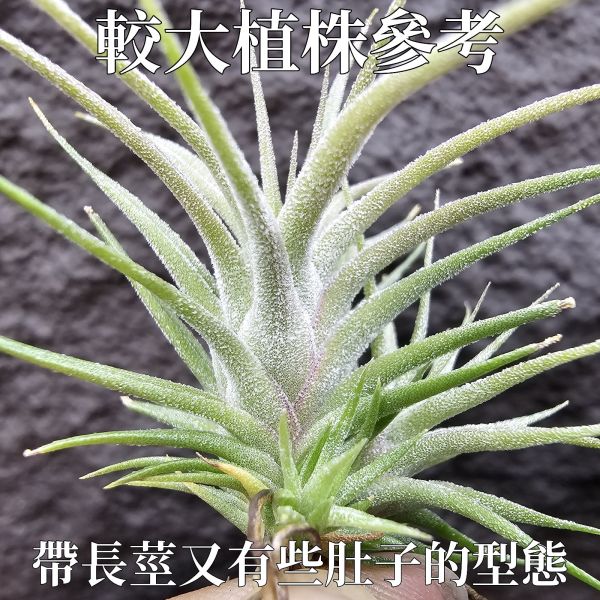 長莖minor×座美人(不挑株)圖三參考較大植株/Tillandsia ionantha van minor form × Sitting Pretty 