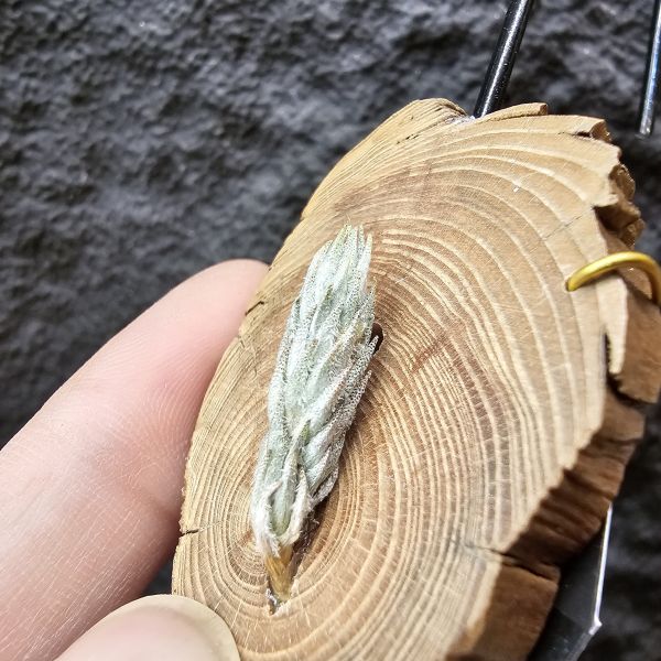 彈頭SP.(黃花)/Tillandsia pedicellata(Argentina) 