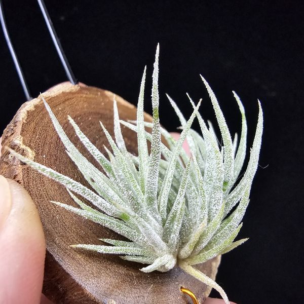 New~小矮人精靈×雞爪(精靈爪?)/Tillandsia ionantha Enano(Tropiflora) × glabrior~熱帶'小矮人精靈'與銀葉質感的'雞爪'交種，有點奇葩XD~叢生滿美、毛毛的~ 