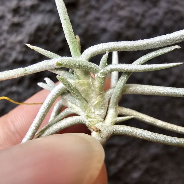 莫利斯/Tillandsia mollis(Europe) 