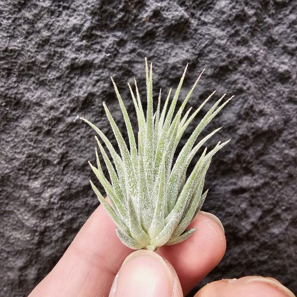 天鵝絨小精靈/Tillandsia ionantha Tall Velvet 