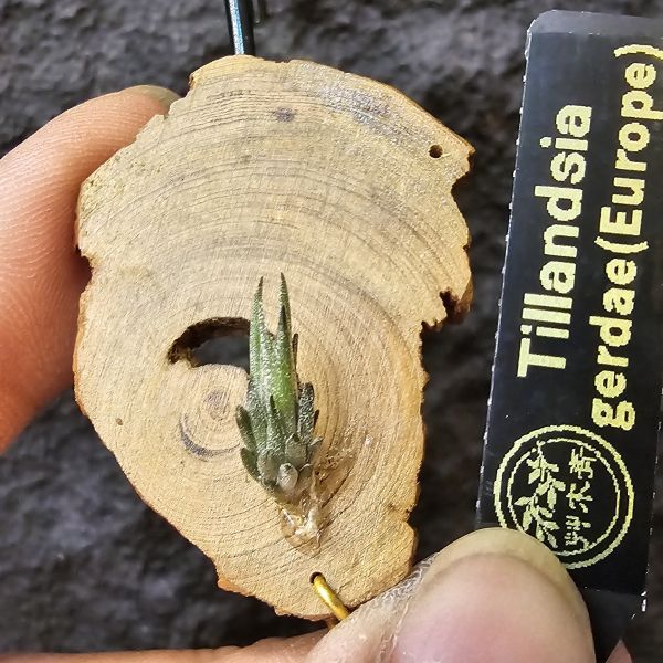 gerdae~玻利維亞小型特有種(紫色瓣狀花)/Tillandsia gerdae 