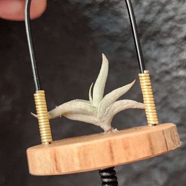 特內布拉(甜不辣)/Tillandsia Tenebra 