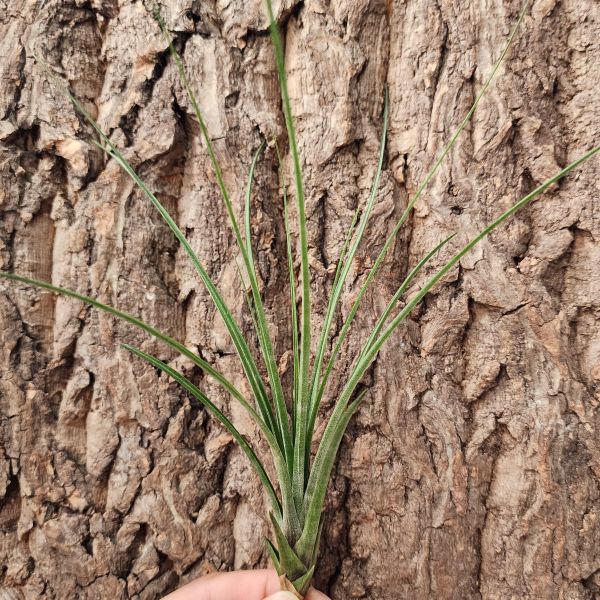 三色/Tillandsia tricolor 